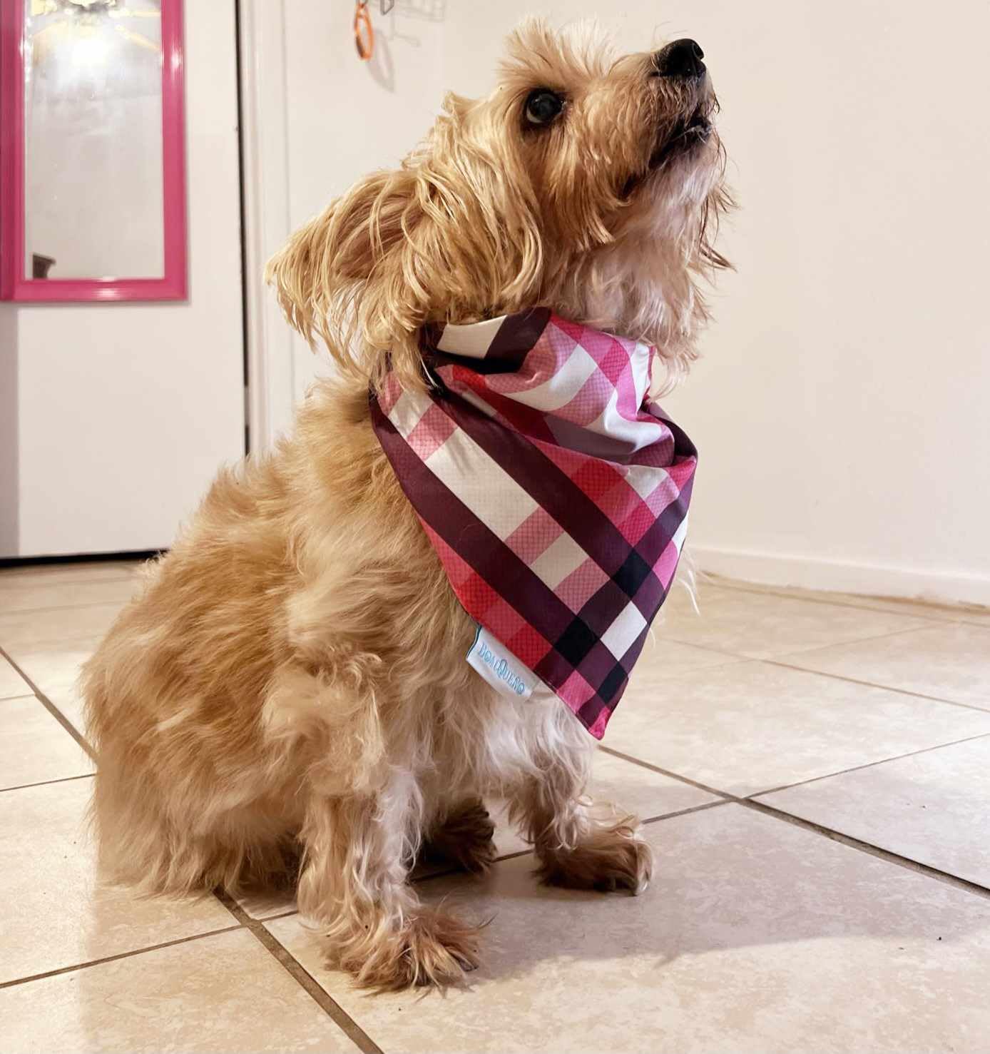 BOACQUEÑO (M Reversible Dog Bandana+Golden Rewards Premium Dog Treats Jerky 32oz