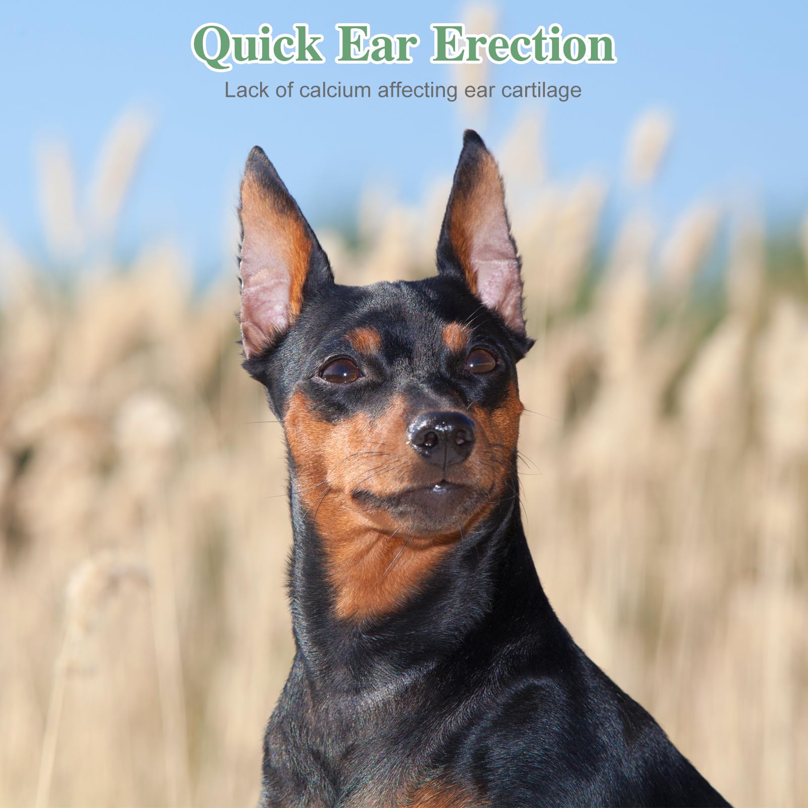 SUPVOX Dog Ear Posting Kit, 4 Pcs Dog Ear Stand Up Support Tool Dog Ear Fixed Correction Vertical Holder with Tape for Doberman Pinscher Dog Ears Sticker Up