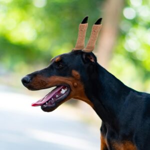 Toddmomy Doberman Dog Ear Posting Kit, Dog Ear Stand Up Support Tool with Tape and 2 Vertical Dog Ear Fixed Correction Sticks for Doberman Pinscher Dogs Puppy