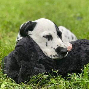 SmartPetLove Original Snuggle Puppy Heartbeat Stuffed Toy for Dogs - Pet Anxiety Relief and Calming Aid - Comfort Toy for Behavioral Training - Plus 6 Heat Packs (Black)