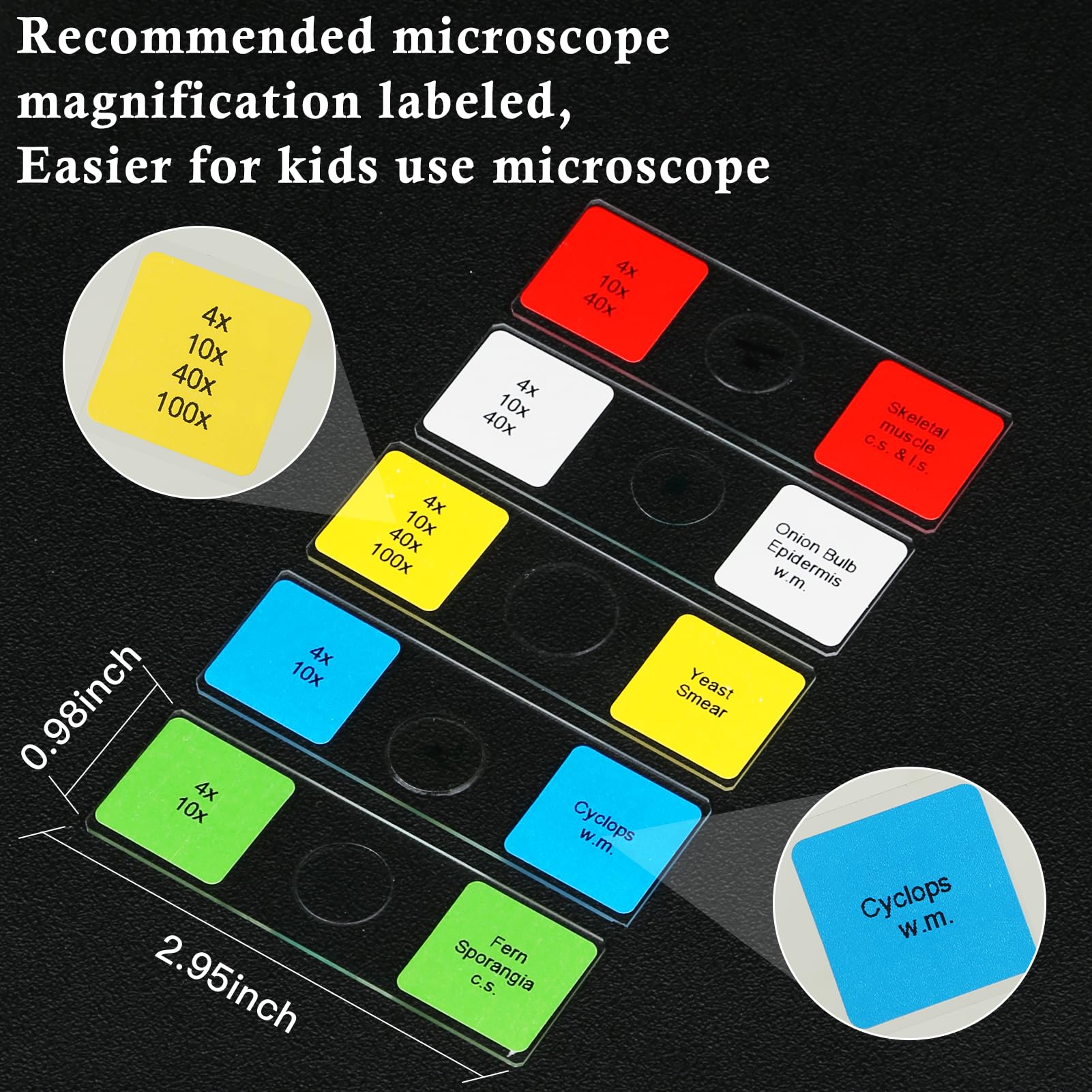 Microscope Slides for Kids Ages 8+, 60 Prepared Microscope Slides with Specimens of Animals Plants Microbe Cells and Histology Anatomy, Customized Prepared Slides for 3rd-8th Grade Kids Students