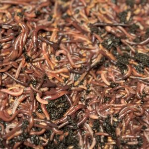 Generic Live RED WIGGLERS Compost Worms, COMPOSTING Bins (120)