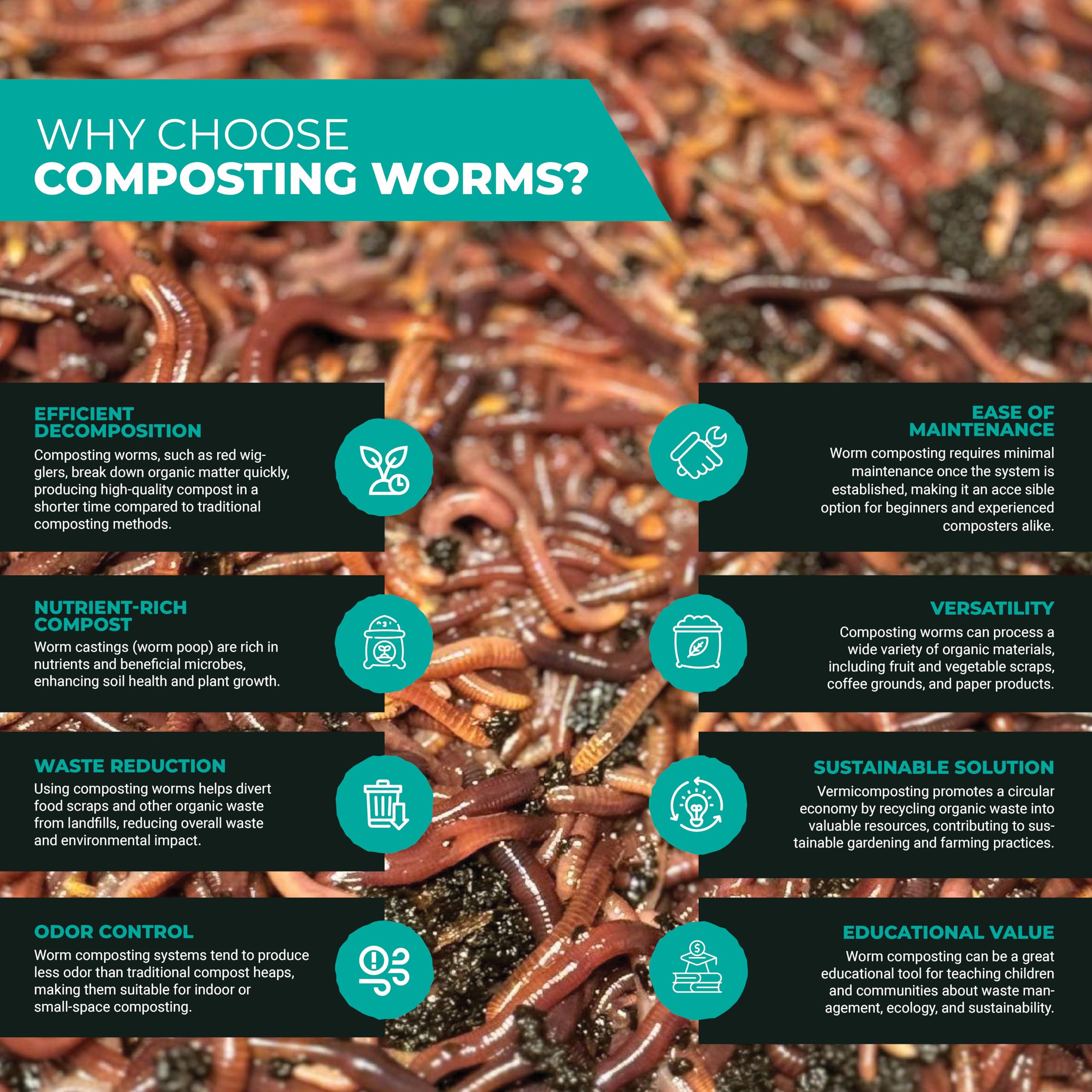 Generic Live RED WIGGLERS Compost Worms, COMPOSTING Bins (120)