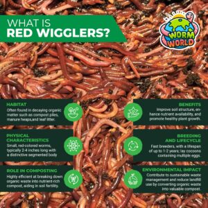 generic live red wigglers compost worms, composting bins (120)