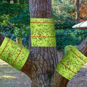 Qualirey 6 Rolls Spotted Lantern Fly Traps 30 Feet Each Roll Fly Tree Trap Sticky Fly Strips Outdoor Fruit Fly Glue Trap Disposable Fly Tree Tape Indoor Fly Paper Sheets for Protecting Trees (Green)