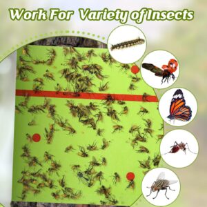 Qualirey 6 Rolls Spotted Lantern Fly Traps 30 Feet Each Roll Fly Tree Trap Sticky Fly Strips Outdoor Fruit Fly Glue Trap Disposable Fly Tree Tape Indoor Fly Paper Sheets for Protecting Trees (Green)