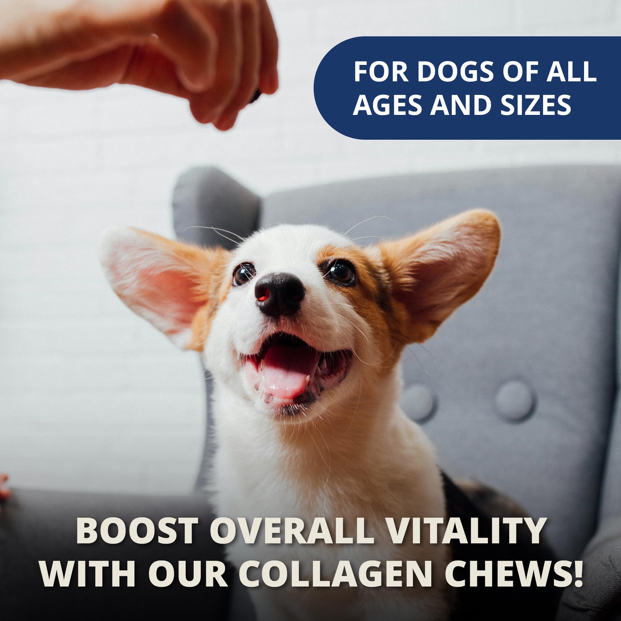 Under the Weather Collagen Chews for Dogs | Promotes Healthy Skin Coat and Stronger Hip & Joint | Improves Overall Mobility | Immunity and Anti-inflammatory Collagen for Dog Supplement | 60 Count