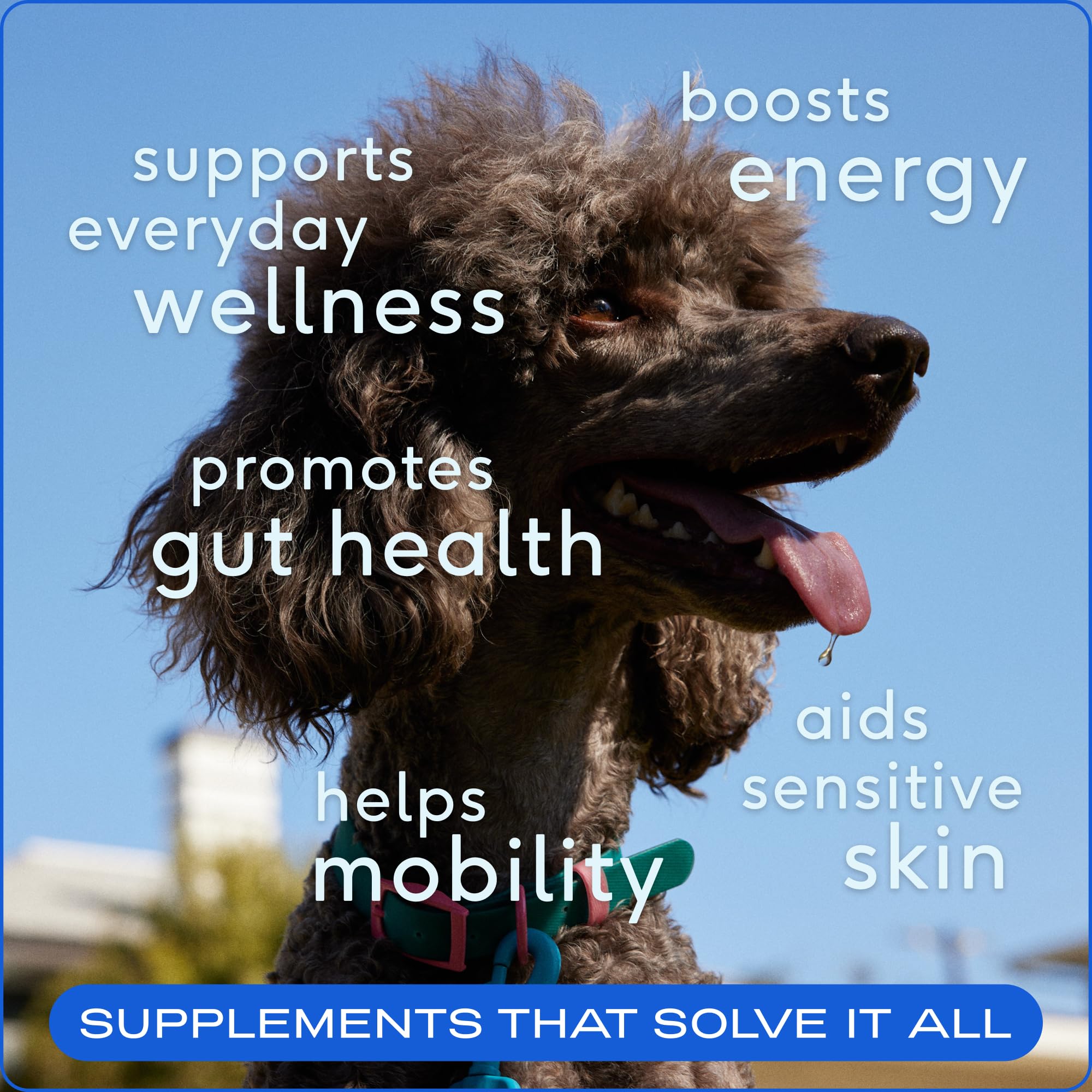 Native Pet The Daily Dog Supplement - 11 in 1 Dog Multivitamin - Tasty Scoop with Dog Vitamins and Supplements - Super Multi Vitamin for Dog Energy, Mobility, Skin & Coat - 12 Active Ingredients 28 oz