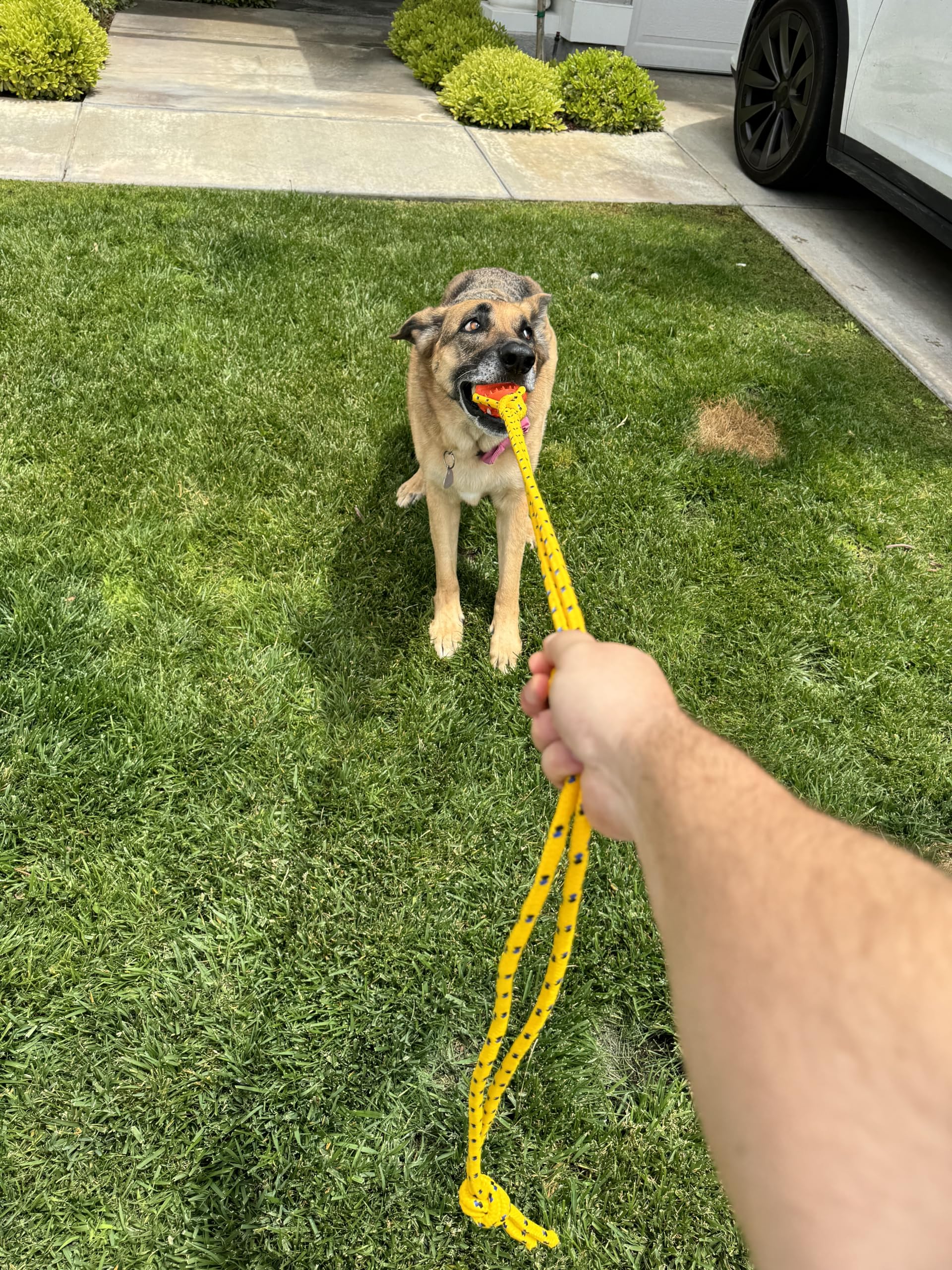 Runball Dog Rope Toy with Ball for Tug of War, Training, Fetch, Interactive Pull Toy, Teeth Cleaning Ball for Medium and Large Dogs, 10 Foot Rope and 2.75 Inch Ball