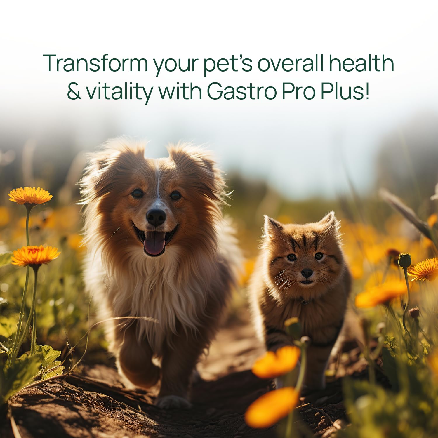 pawTree Gastro Pro Plus for Dogs and Cats - Probiotics, Prebiotics and Digestive Enzymes - for Sensitive Stomach, Digestive Issues, Loose Stool, and Bad Gas (30 ct)