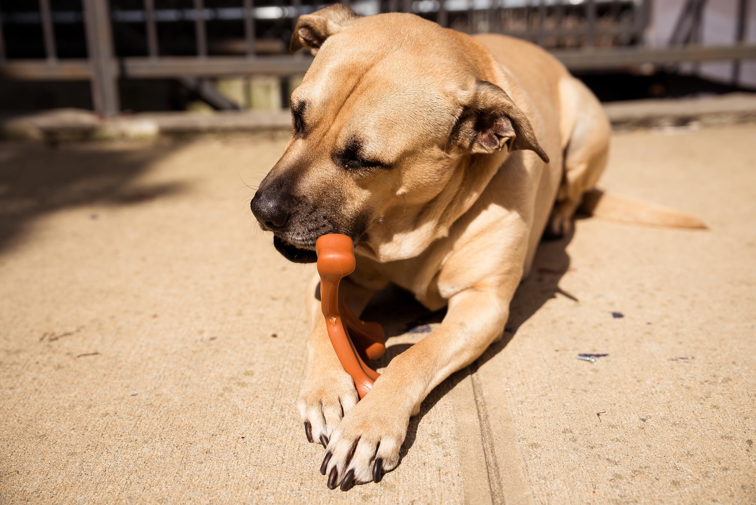 Peanut Butter & Bacon Flavored Dog Chew Toy for Aggressive Chewers - Tough Dog Bone - Heavy Duty and Durable Dog Toy - Nylon Bone Chew Toy for Medium Dogs and Large Dogs