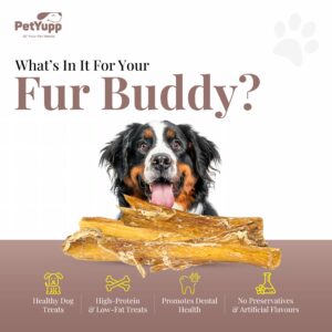 PetYupp Water Buffalo Paddywack Dog Chews – 12 Pack – All-Natural, High-Protein, Low-Fat & Easy-to-Digest Dog Treats – for Small to Large Dogs and Teething Puppies - Rawhide-Free & No Additives