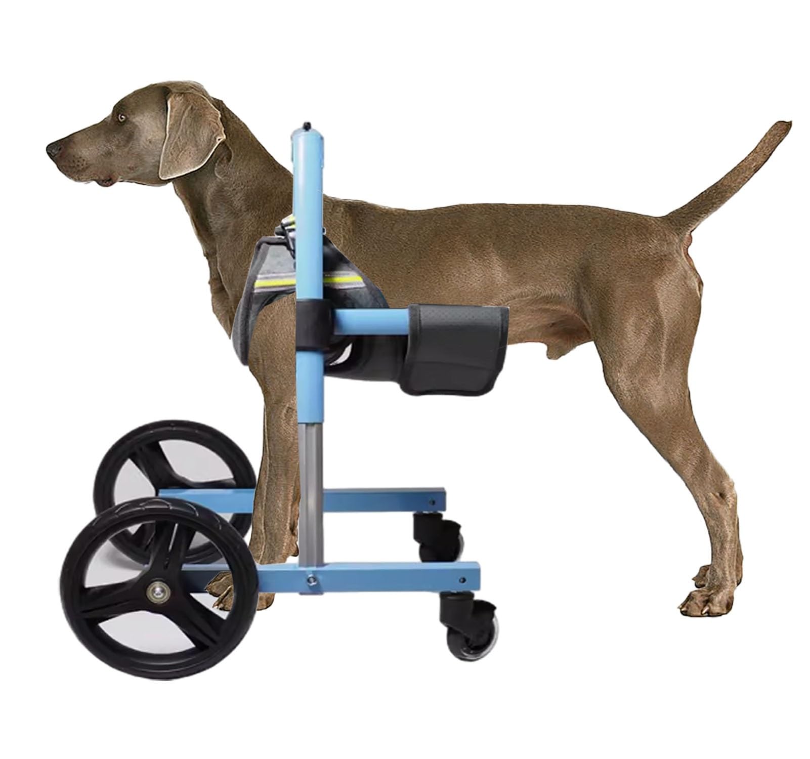 Elitix Injured Dog Wheelchair for Front Legs Support Only, Dog Front Legs Mobility Aids for Small Medium Large Dog, Dog Leg Support Brace/Mobility Cart(S), 78634