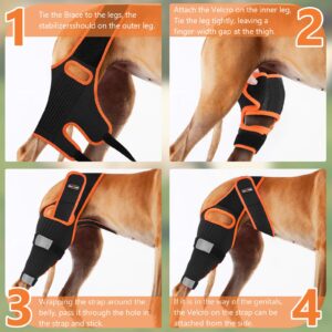 Dog Knee Brace Leg Braces with Side Stabilizers for Dogs Support for Torn ACL CCL Hind Leg, Knee Cap Dislocation, Cruciate Ligament Injuries, Patella Dislocation or Osteoarthritis （L）