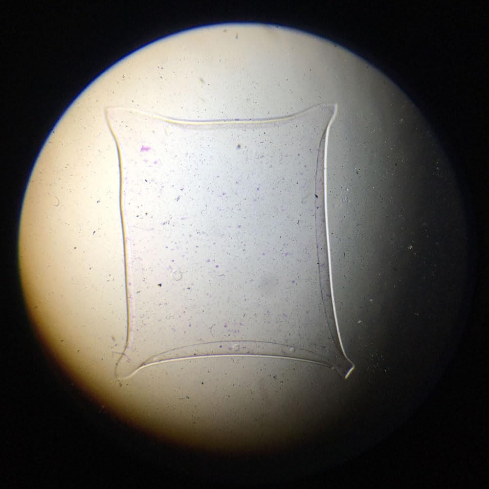 1 Piece Toxoplasma Gondii Trophozoites W.M Parasitology Parasite Prepared Slides