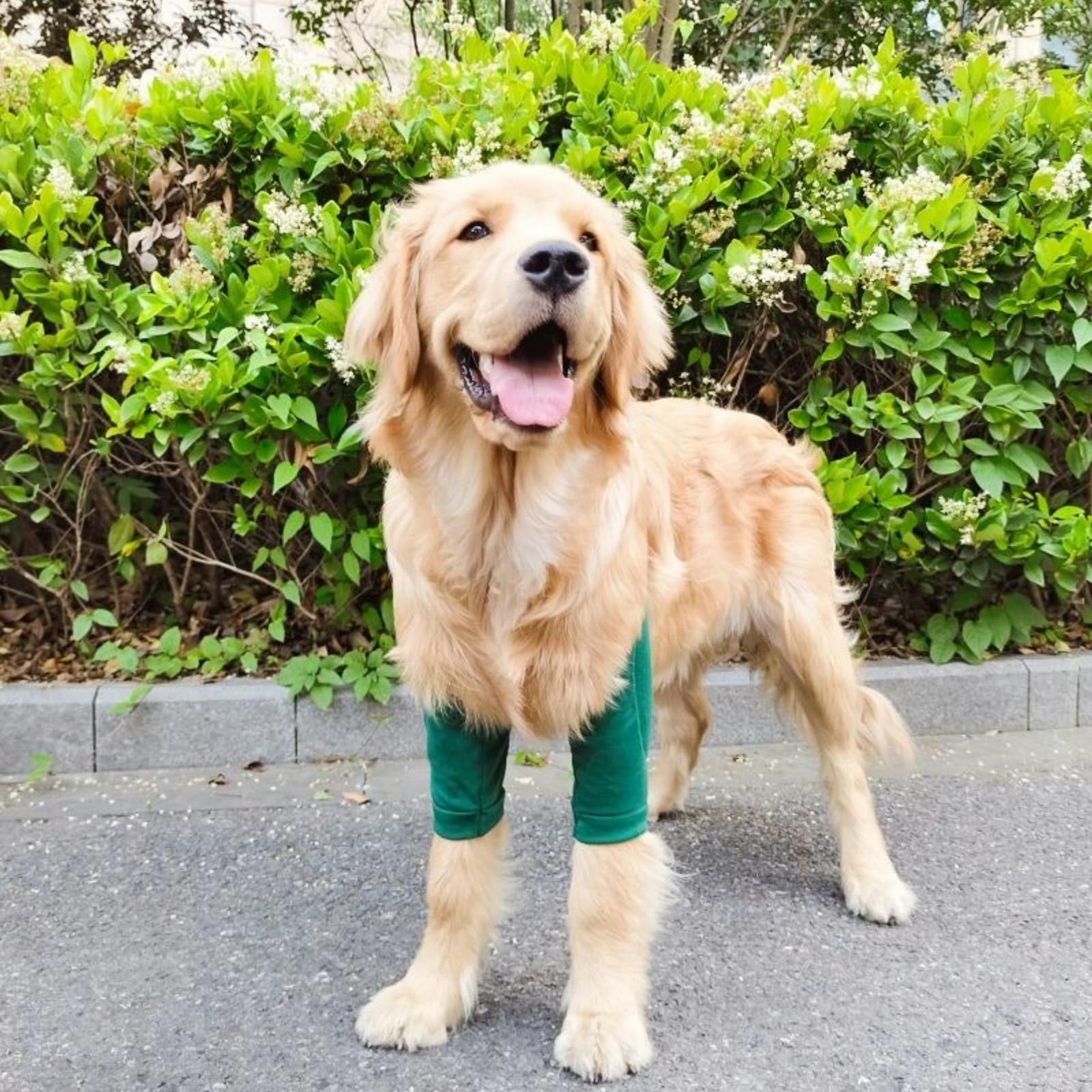 Dog Recovery Suit Front Legs,Dog Recovery Sleeve,Dog Recovery Sleeve After Surgery for Female Male,Soft Dog Joint Leg Sleeves After Surgery,Dog Cone Alternative to Stop Licking Leg Wounds,Green,2XL