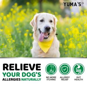 Dog Allergy Relief Chews - Dog Itching Skin Relief Treatment Pills - 170 Treats - Itchy and Paw Licking - Anti-Itch - Dry Skin & Hot Spots Omega 3 Fish Oil Skin & Coat Supplement - Beef Liver Flavor