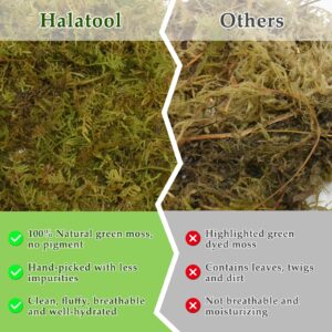 Halatool 9OZ Natural Sphagnum Moss for Reptiles Green Live Moss for Terrarium Plants Long Fiber Reptile Moss for Leopard Gecko Snake Hamsters Tortoises Frogs Lizards Salamanders