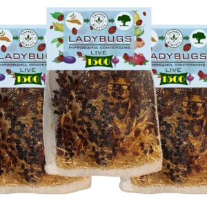 Clark&Co Organic 3x1500 Live Ladybugs Live Ladybugs - Good Bugs - Guaranteed Live Delivery!…