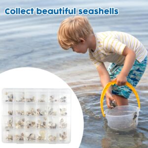 Rainmae Seashell Display Box, 24 Grids Seashell Storage Box, Transparent Plastic Seashell Starfish Trinket Storage Box, Small Craft Organizers Container for Bead, Nail, Jewelry, Stones