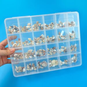 Rainmae Seashell Display Box, 24 Grids Seashell Storage Box, Transparent Plastic Seashell Starfish Trinket Storage Box, Small Craft Organizers Container for Bead, Nail, Jewelry, Stones