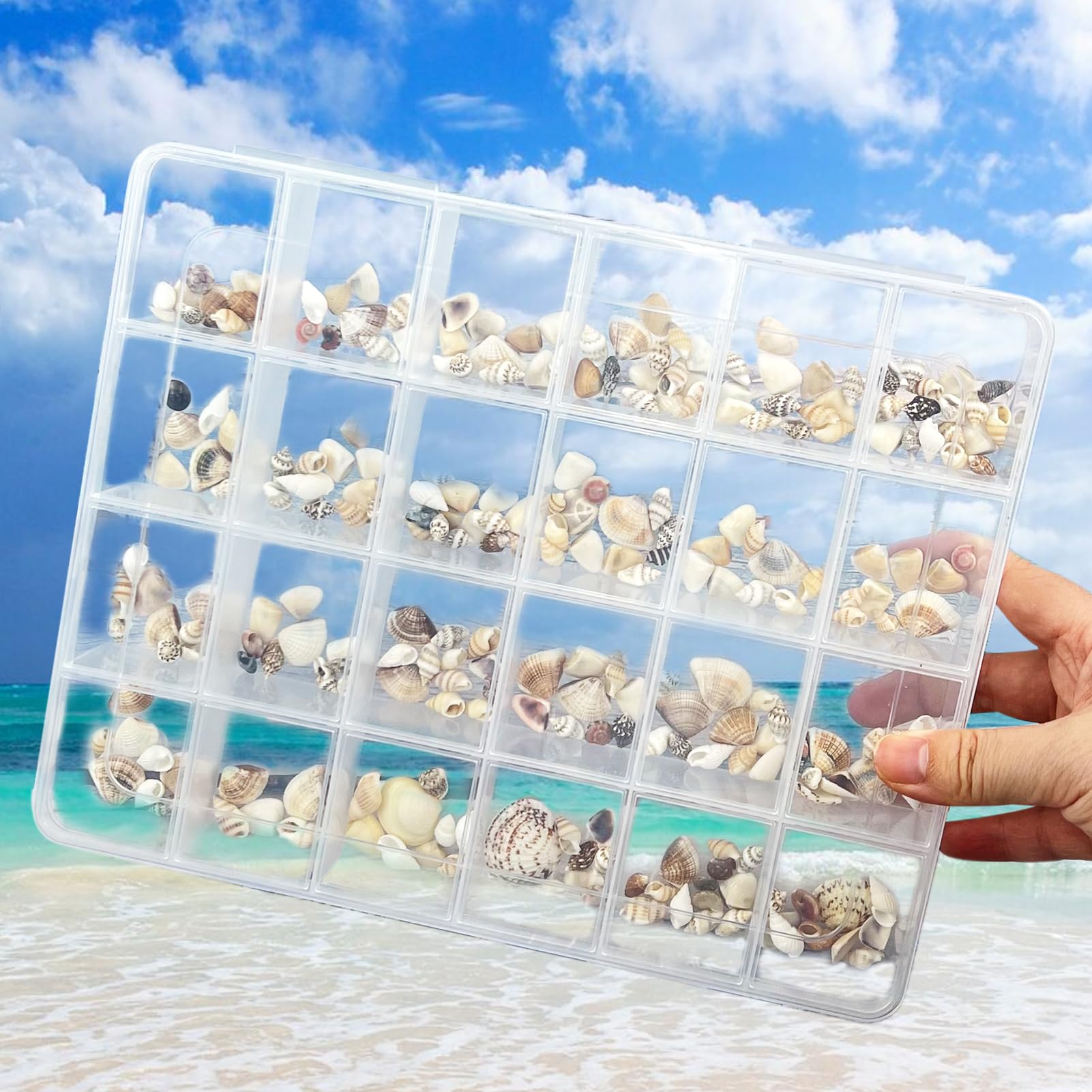 Rainmae Seashell Display Box, 24 Grids Seashell Storage Box, Transparent Plastic Seashell Starfish Trinket Storage Box, Small Craft Organizers Container for Bead, Nail, Jewelry, Stones