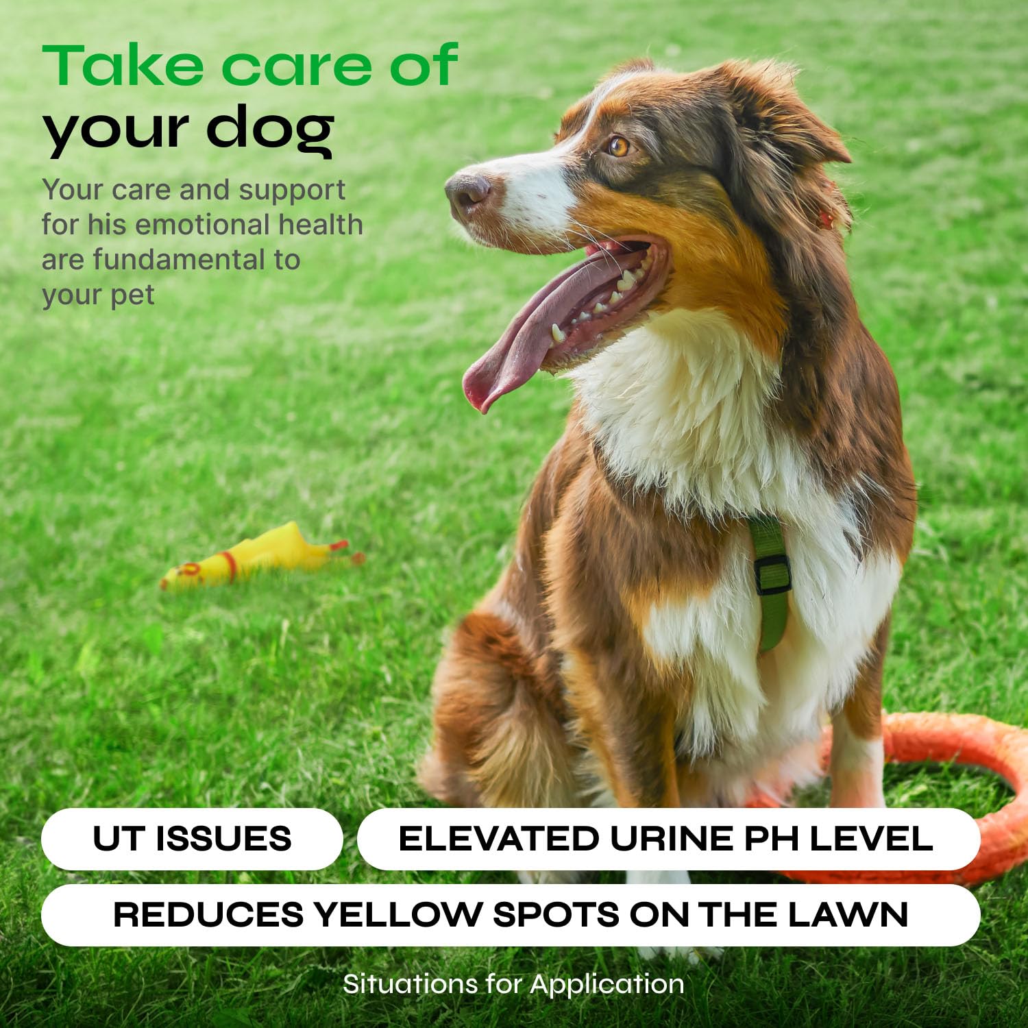 Dog Urine Neutralizer for Lawn - Grass Burn Spot Chews for Dogs - Dog Pee Lawn Spot Saver Caused by Dog Urine - Digestive Health Support Soft Chews - Grass Savers for Dog Urine - Grass Treatment Rocks