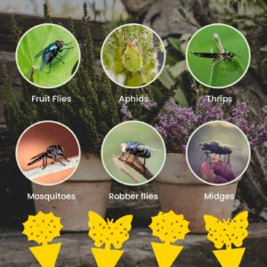 Fruit-Fly Sticky-Trap 36pc Gnat-Trap Yellow Stick Traps Indoor Fungus Gnat Trap for Insect-Bug Gnat Fungus Ant Aphid Leaf Miner Plants Protecter