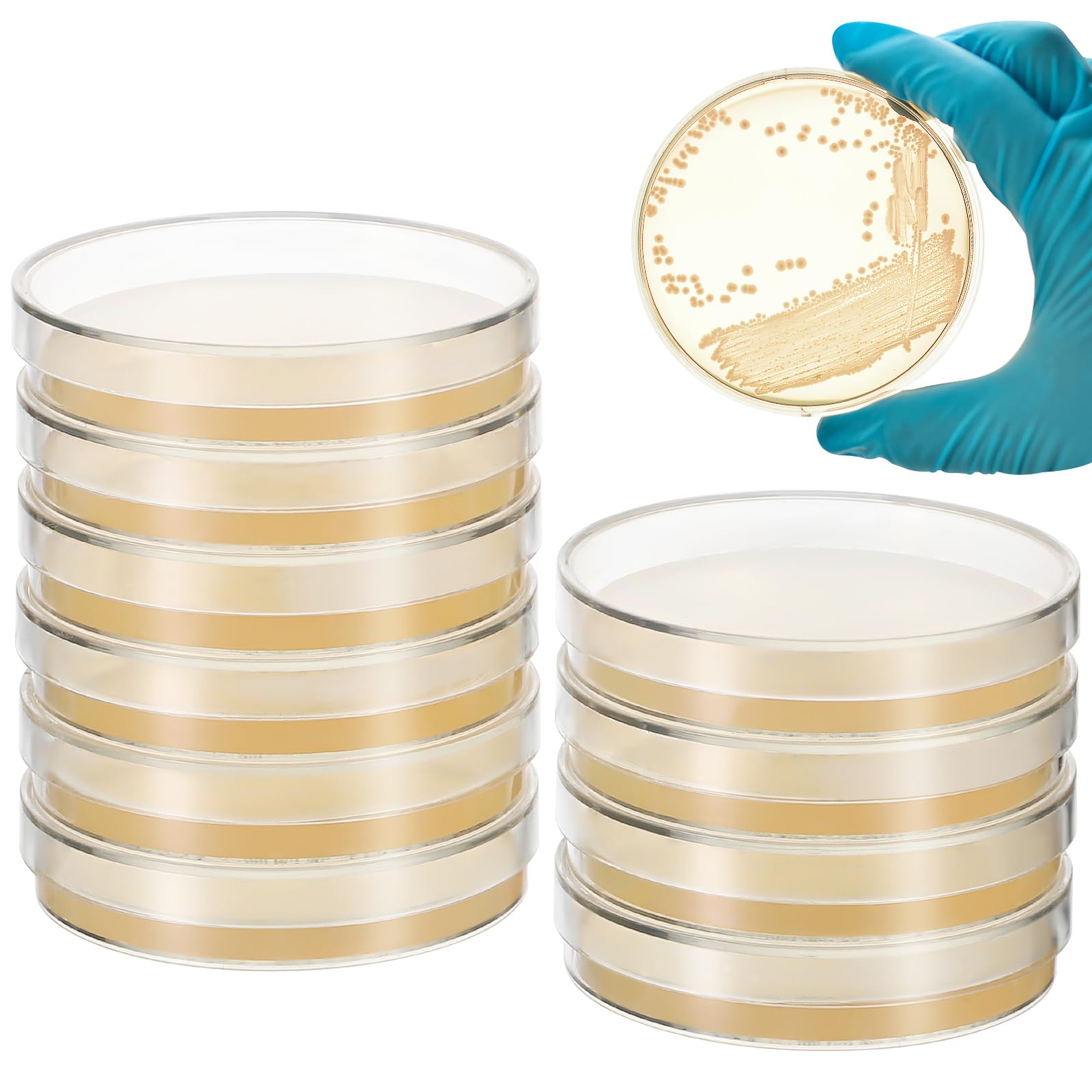 Garneck Set of Petri Dishes Pre-Filled with Agar - Ideal for Mushroom Cultivation Science Experiments & Projects Laboratory Essentials Child Stripe Specimen Collection 10pcs