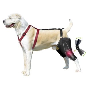 kisfly dog knee brace for torn acl hind leg luxating patella dysplasia arthritis joint pain dog leg brace with metal hinged support for better recovery both leg m