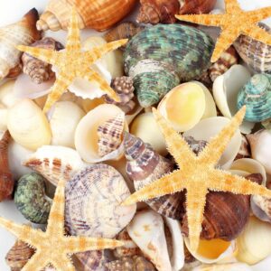 80+ pcs natural seashells, mixed starfish sea shells for crafts, various sizes ocean shells conch for decorating, beach theme party, diy crafts, fish tank filling, home decor, wedding decoration