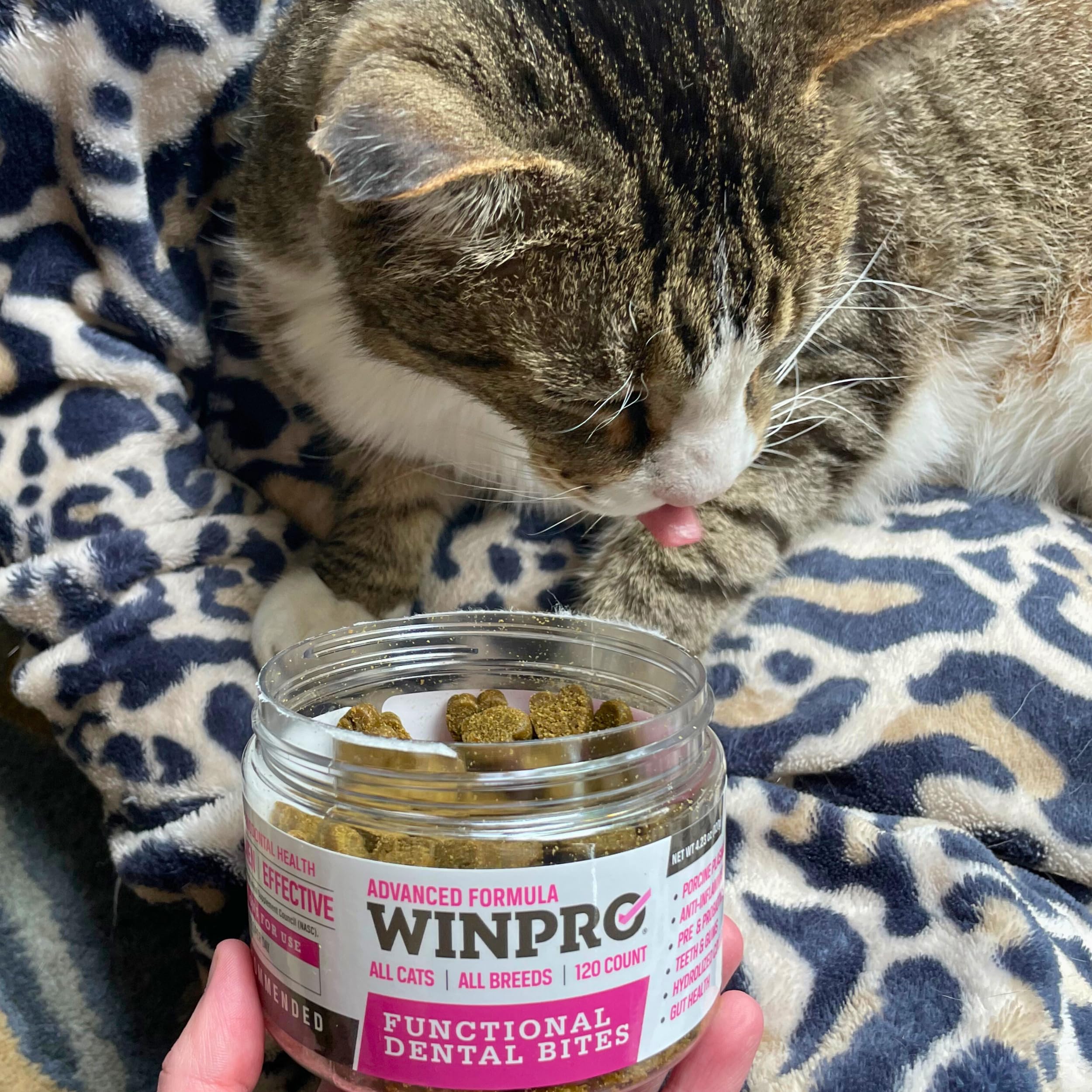 WINPRO - Tasty Dental Bites for Cats, Plasma-Powered Formula for Teeth Cleaning, Gum Support & Dental Care, Probiotic Blend Catnip Treats for Gut Health, All Cat Breeds, 120 Count, Made in USA