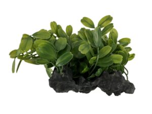 gingerbread pet supply plastic anubias aquatic plant with large weighted rock