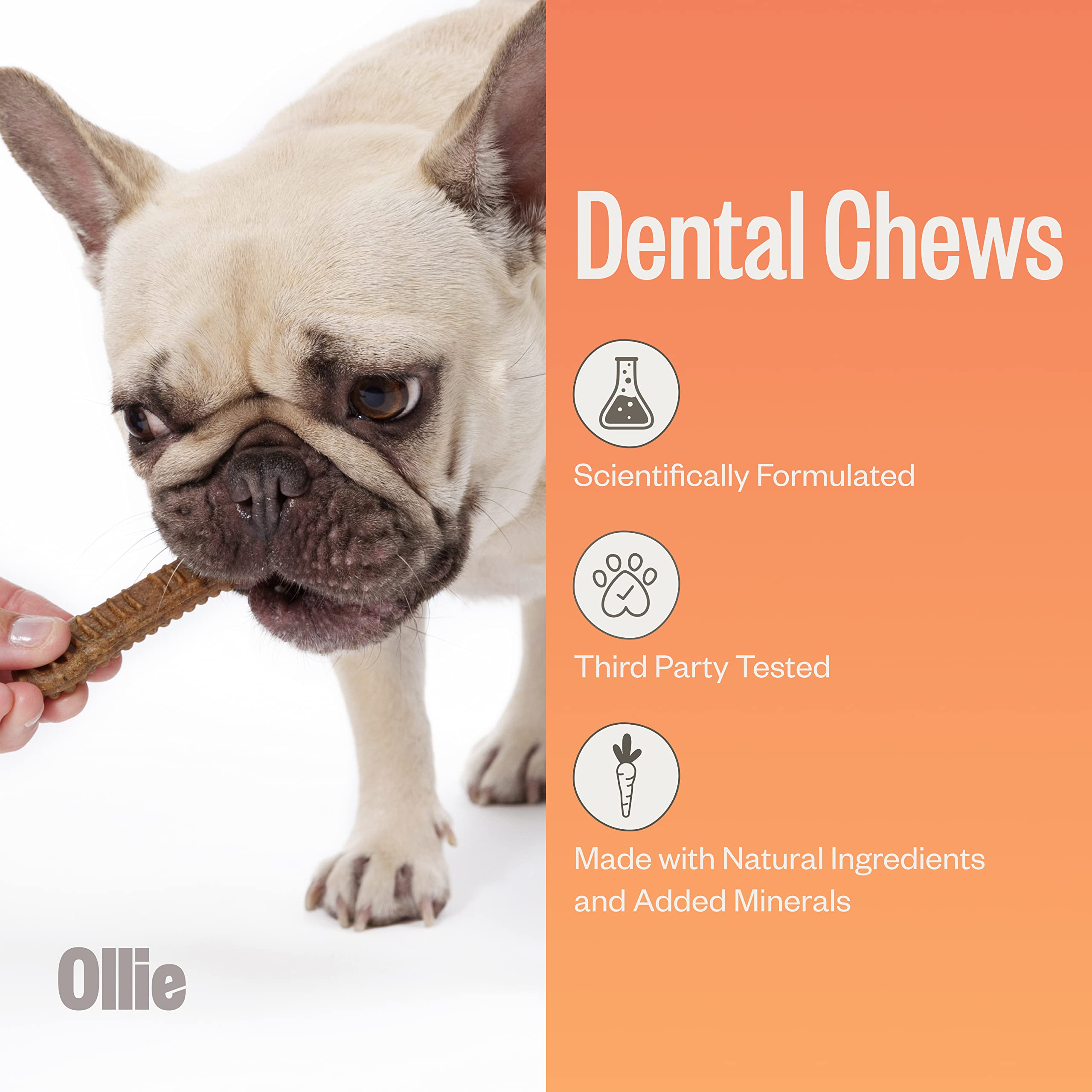 Ollie Belly Rubs Dog Probiotic Chews - Probiotics for Dogs and Ollie Dental Chews for Dogs XS- Dog Breath Treats