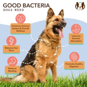 Natural Dog Company Digestive Health Bundle with Probiotics, Omega-3 Fish Oil & Fiber-Rich Superfood Granules for Gut Health, Immune Support, and Healthy Coat - All-Natural Ingredients for Dogs