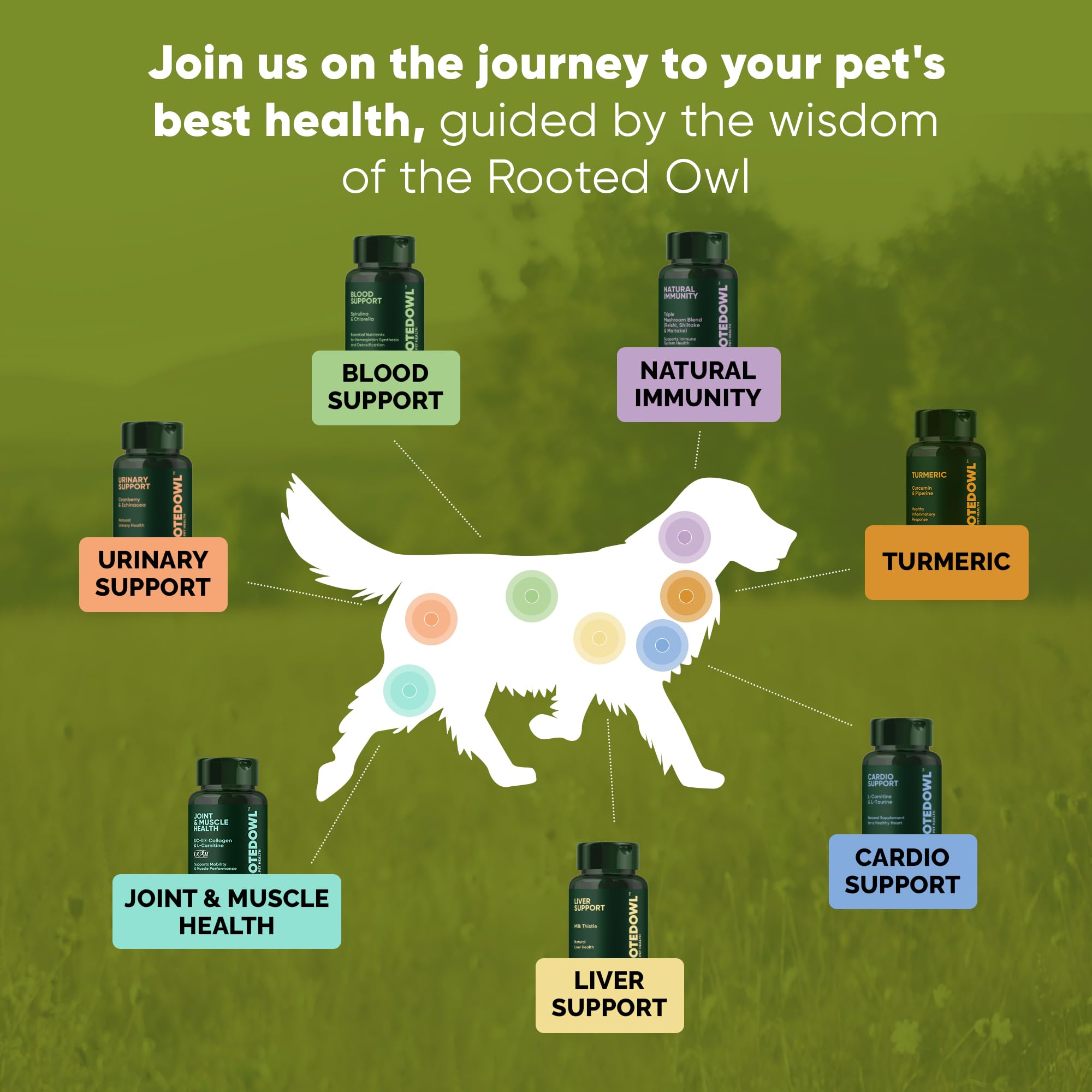 Rooted Owl Turmeric - Turmeric Supplement for Dogs and Cats - with Curcumin, Piperine and Vitamin C for Anti-Inflammatory Relief - 60/ct