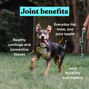 Embark Joint Supplement for Dogs – Glucosamine, Chondroitin, Hip and Joint Supplement, Supports Joint Health– Vet-Formulated with All-Natural Ingredients – 90 Soft Chews for Small and Large Breed Dogs