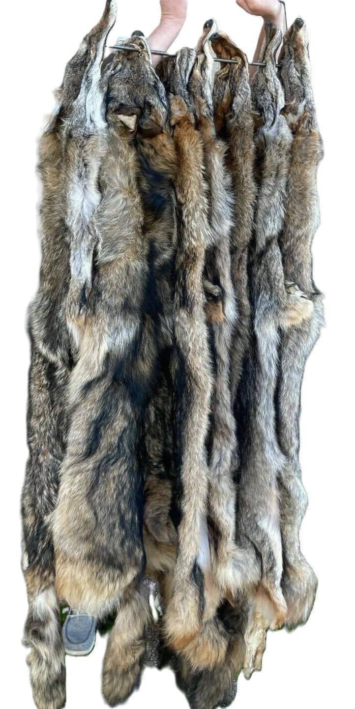 Eastern Coyote Pelt, Tanned (Premium Grade)