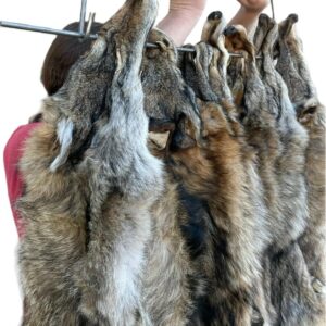 Eastern Coyote Pelt, Tanned (Premium Grade)