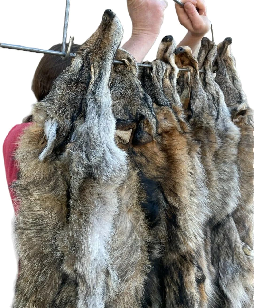 Eastern Coyote Pelt, Tanned (Premium Grade)