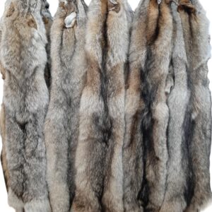 Eastern Coyote Pelt, Tanned (Premium Grade)