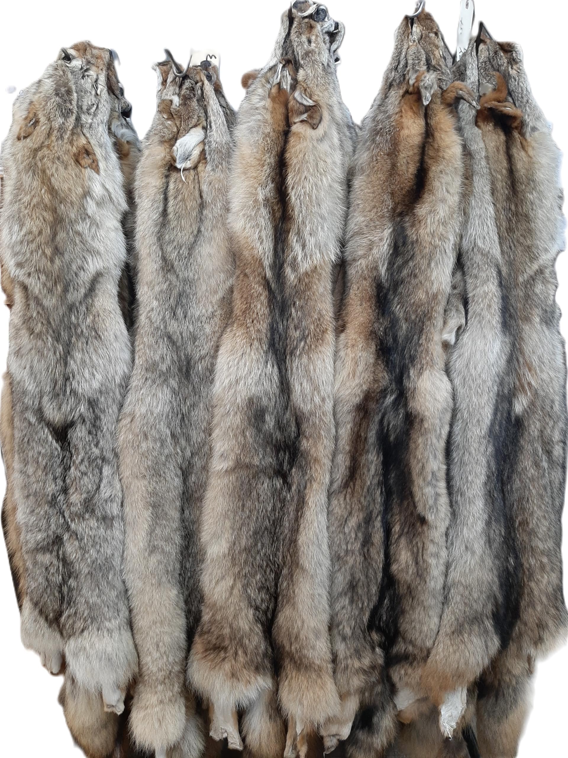 Eastern Coyote Pelt, Tanned (Premium Grade)