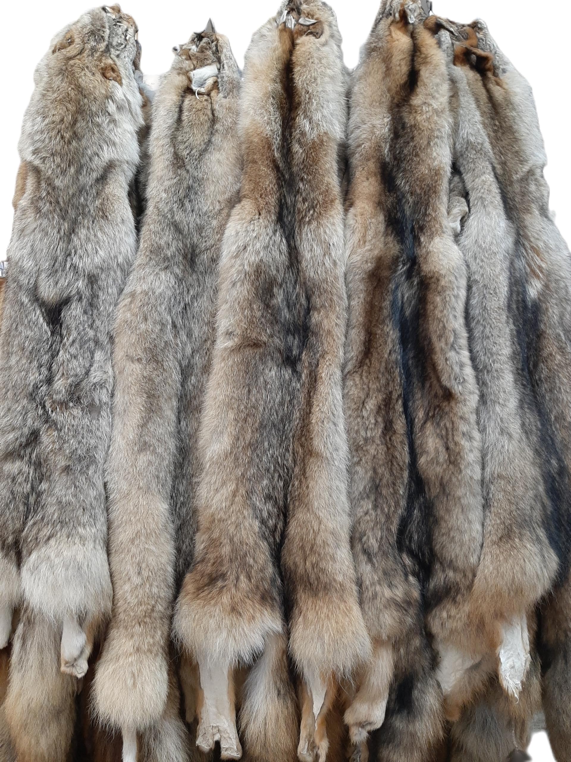 Eastern Coyote Pelt, Tanned (Premium Grade)