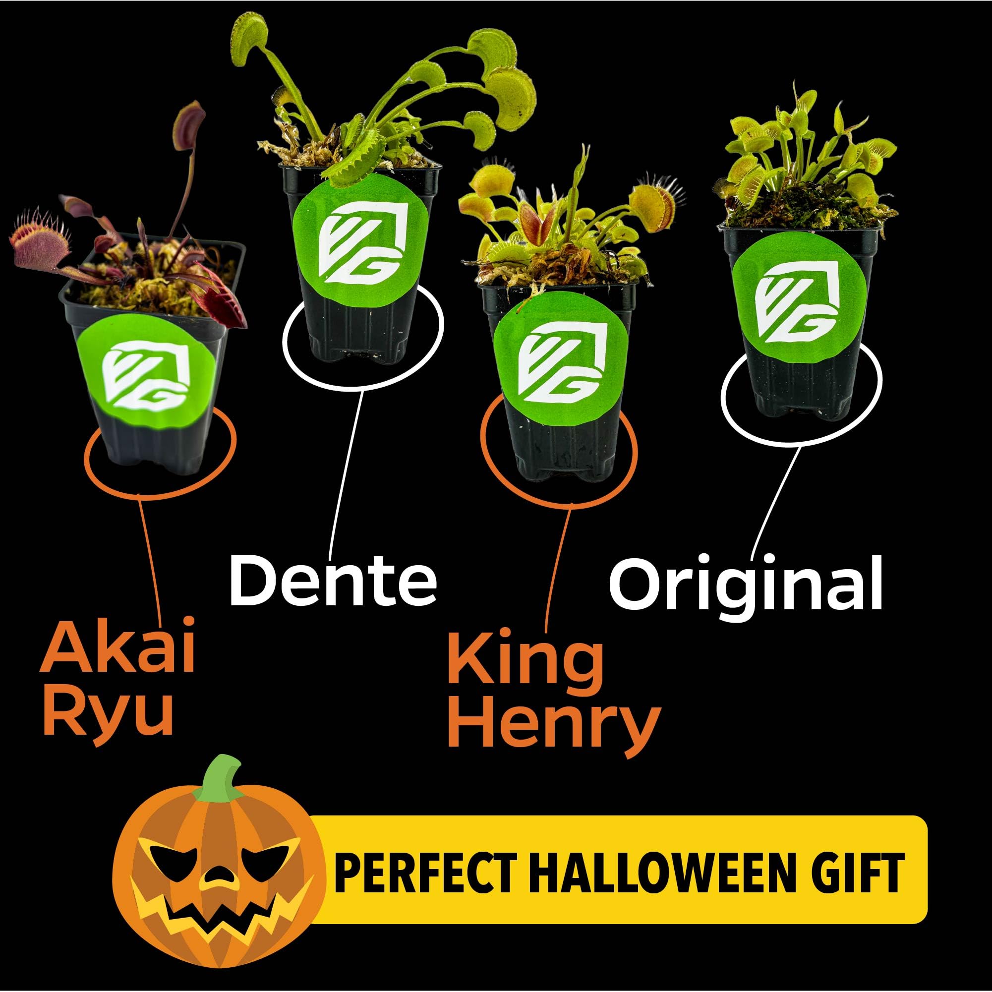 Venus Fly Trap Bundle - Akai Ryu (Red Dragon), King Henry, Dente & Original Carnivorous Plants by Wellspring Gardens - Indoor Starter Live Plants - Unique & Rare Fly Traps - Ideal for Halloween Decor