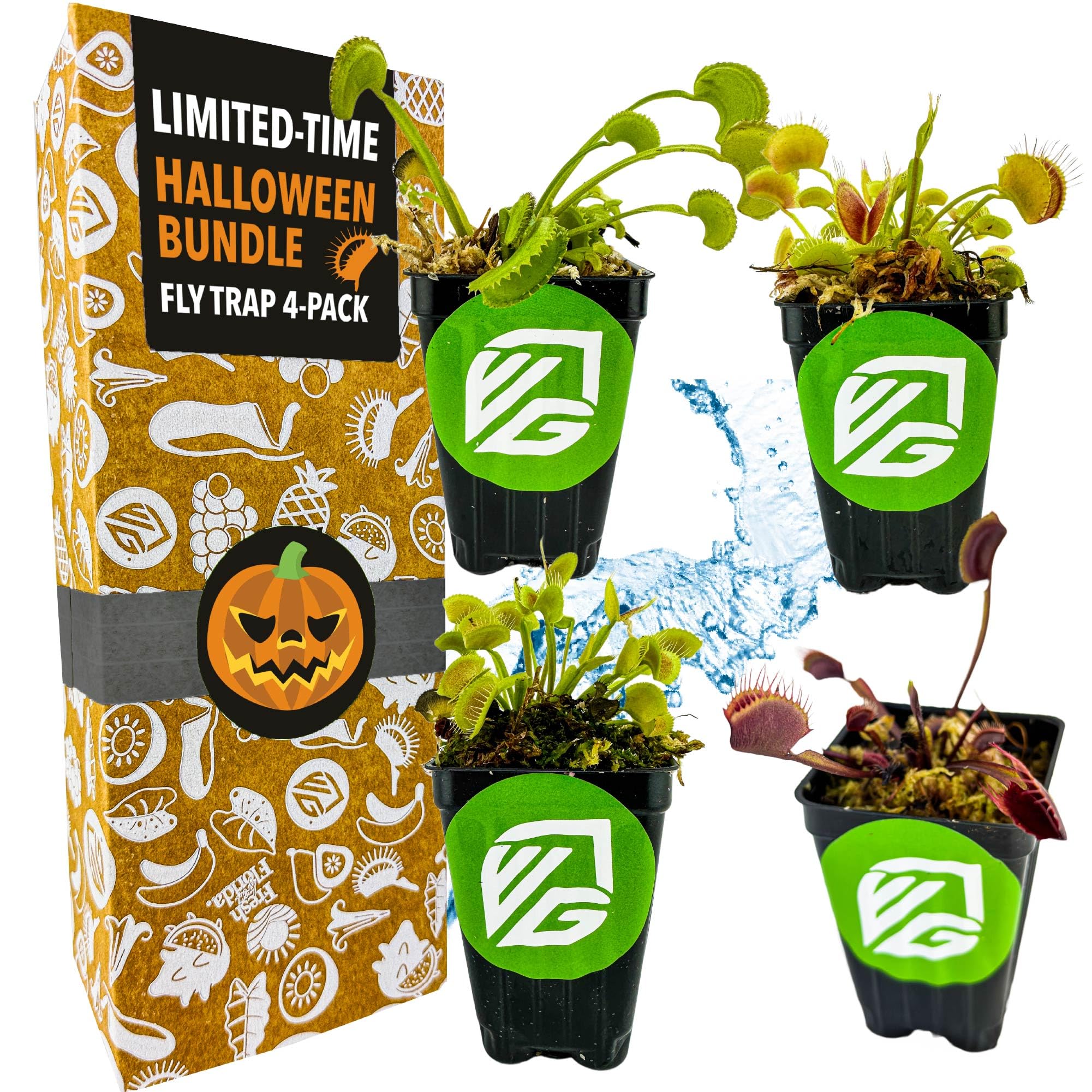 Venus Fly Trap Bundle - Akai Ryu (Red Dragon), King Henry, Dente & Original Carnivorous Plants by Wellspring Gardens - Indoor Starter Live Plants - Unique & Rare Fly Traps - Ideal for Halloween Decor