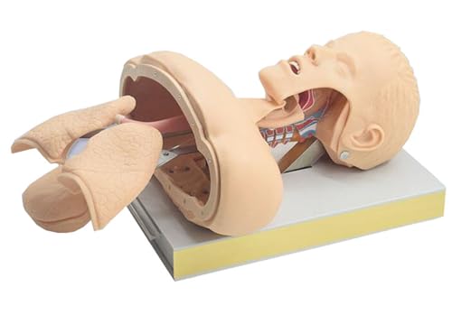 Oral Nasal Intubation Manikin,First Aid Tracheal Intubation with Alarm Function,Intubation Manikin Airway Management Trainer Advanced Human Tracheal Intubation Model