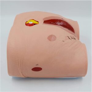 Human Wound Care Model Bedsore Nursing Human Model Pressure Ulcers Manikin Teaching Human Simulator for Nursing Teaching