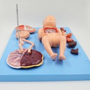 Neonatal visceral Anatomy Birth Baby Umbilical Cord Placenta Model fetal Blood Circulation Neonatal Abdominal Placenta Umbilical Cord Viscera 13 Parts