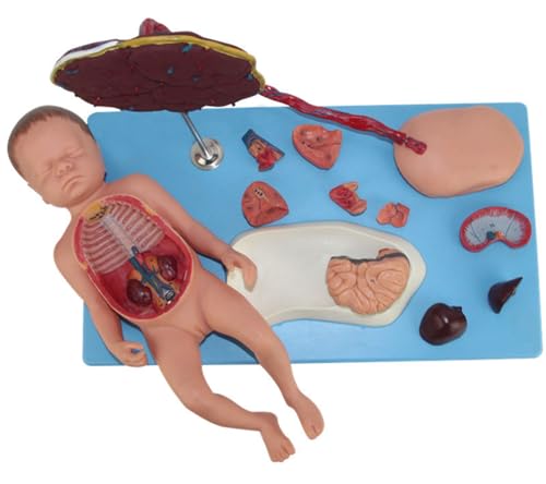 Neonatal visceral Anatomy Birth Baby Umbilical Cord Placenta Model fetal Blood Circulation Neonatal Abdominal Placenta Umbilical Cord Viscera 13 Parts