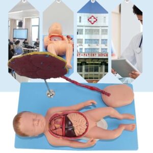 Neonatal visceral Anatomy Birth Baby Umbilical Cord Placenta Model fetal Blood Circulation Neonatal Abdominal Placenta Umbilical Cord Viscera 13 Parts